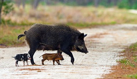 Living on Earth: Beyond The Headlines Feral Pig, Wild Pig, Hog Hunting, Wild Hog, Animal Agriculture, Wild Boar, Invasive Species, Australian Animals, Animal Rights