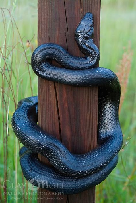 Snake Anime, Black Rat Snake, Snake Piercing, Piercing Snake, Bird Clay, Snake Aesthetic, Aesthetic Snake, Arte Hippy, Snake Bite Piercing