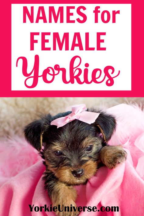 Yorkie Names Girl, Cute Dog Names Female, Dog Names Female, Puppies Names Female, Puppies Names, Yorkie Pictures, Yorkie Names, Cute Dog Names, Biewer Yorkie