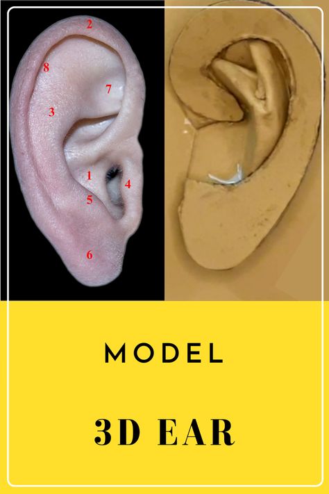 Get inspired to make a 3D Model of a Human Ear for Art Integrated Learning Project - Biology, World of Living. Learn like the genius Leonardo da Vinci. This sculpting demo is designed for anyone interested in clay and art. In this tutorial, I will walk through the step by step of how to sculpt a human ear using paper or cardboard. By practicing individual elements of the human, I am able to sculpt the human in its entirety. Get your crafting tools and follow along! Ear Model Project, Project Biology, Paper Human, Cardboard Sculptures, Ear Model, Cardboard Projects, Cardboard Construction, Kings Coronation, Promotion Ideas