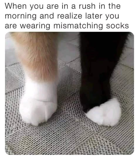 🐾🐾🐾 #cats #catlovers #paws Cute Cat Memes, Cheezburger Cat, Funny Cat Memes, Silly Animals, Funny Animal Memes, Funny Cute Cats, Silly Cats, Little Animals, Been There Done That