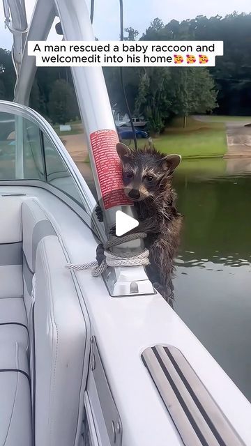 Racoon Videos, Raccoon Videos, Raccoon Pet, Baby Racoon, Raccoon Family, Animal Rescue Stories, Humans And Animals, Pet Raccoon, Baby Raccoon