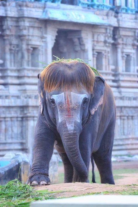 Bob Cut Hair, Indian Elephant, Cut Hair, Bob Cut, Bangs, Temple, A Place, Elephant, India