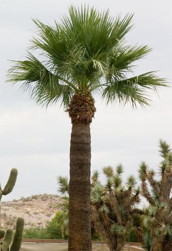 Mexican Fan Palm, Fan Palm, Trees Forest, Beautiful Trees, Tree Forest, Joshua Tree, Beautiful Tree, Plant Life, Palm Trees