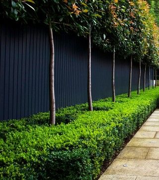 Topiary & Clipped Planting In the Garden - traditional - Garden - Other Metro - Laara Copley-Smith Garden & Landscape Design Black Fence, Ideas Pictures, Hedges, Fence, Design Ideas, Trees, Green, Black, Design