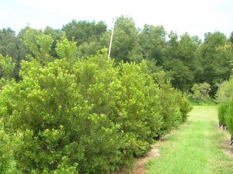 #TeachingTuesday: Southern Waxmyrtle Wax Myrtle Hedge, Southern Wax Myrtle, Wax Myrtle, Nitrogen Fixation, Fast Growing Evergreens, Southern States, Small Shrubs, Different Birds, Border Plants