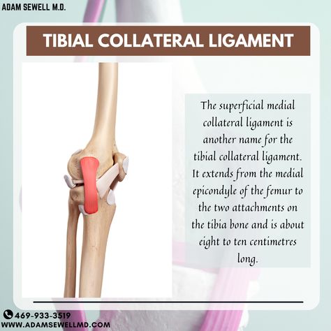 The superficial medial collateral ligament is another name for the tibial collateral ligament. It extends from the medial epicondyle of the femur to the two attachments on the tibia bone and is about eight to ten centimetres long. Our healthcare team works with patients to find both the source of pain, and how to best provide relief. Check our website here https://www.adamsewellmd.com/typical-home-page. . . #WellnessForLife #WellnessWeek #WellnessCommunity #EliminationDiet #InjuryTreatment Medial Epicondyle, Tibia Bone, Wellness Community, Elimination Diet, The Source, Health Care, It Works, Two By Two