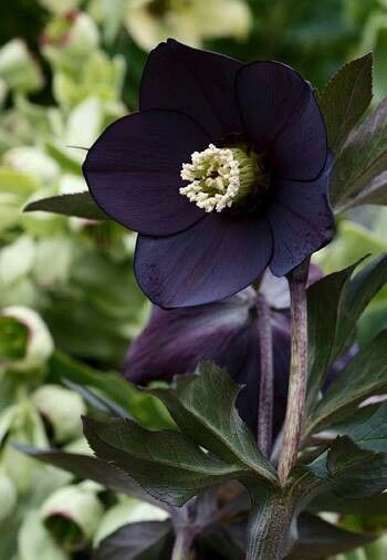 Black Hellebore, Witch's Garden, Wildflower Photo, Goth Garden, Gothic Garden, Farm Nursery, Black Garden, Dark Flowers, Moon Garden