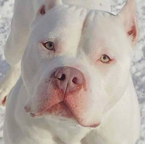 White pitbull White Pitbull, Albino Animals, Bully Breeds, White Dog, Pitbull Dog, Skagen, Pitbull Terrier, Dog Memes, Beautiful Dogs