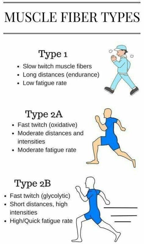 Muscle Fiber, Human Muscle Anatomy, Types Of Muscles, Muscle Hypertrophy, Massage Therapy Business, Nutrition Quotes, Exercise Physiology, Chemistry Lessons, Body Exercises