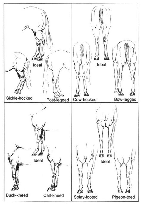 Horse judging Horse Judging Practice, Horse Judging, Horse Education, Animals Clay, Horse Facts, Horse Info, Horse Anatomy, Pottery Animals, Art Inspiration Ideas