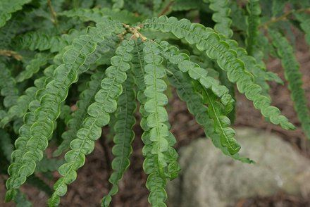 How to Grow Sweet Fern | Garden Guides Sweet Fern, Low Growing Shrubs, Plant Problems, Fern Plant, Sandy Soil, Rain Garden, Agaves, Green Copper, Medicinal Herbs