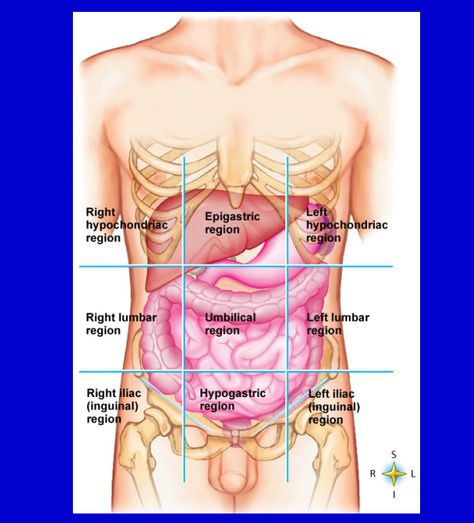 abdominopelvic cavity Nclex Review, Medical School Essentials, Medical Knowledge, Nclex, Anatomy And Physiology, School Essentials, Medical School, Cavities, Biology