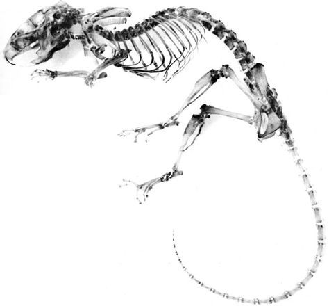 Grey mouse skeleton Spinal Cord Anatomy, Mouse Skeleton, Ernest And Celestine, Vulture Culture, Animal Anatomy, Mouse Rat, Spinal Cord, Skeletal, Skull And Bones