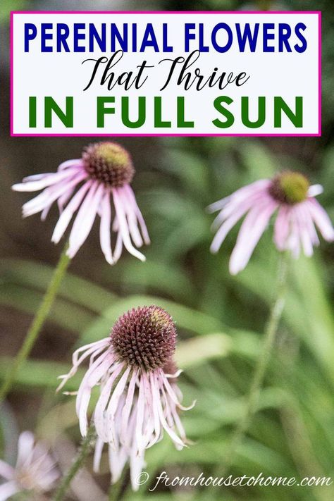 Full Sun Perennials Low Maintenance, Low Maintenance Perennials, Perennials Low Maintenance, Full Sun Garden, Shasta Daisies, Full Sun Perennials, Easy Plants To Grow, Garden Border, Full Sun Plants