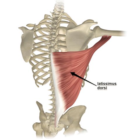 Latissimus Dorsi Anatomy, Lattisimus Dorsi Muscle, 남성 근육, Human Muscle Anatomy, Basic Anatomy And Physiology, Latissimus Dorsi, Yoga Anatomy, Human Body Anatomy, Muscular System