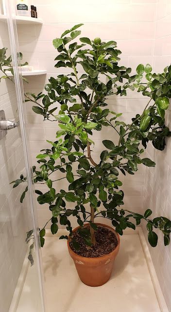 66 Square Feet (Plus): Growing Indoor Citrus - 22 Things You Should Know Citrus In Pots, Indoor Citrus Plants, Clementine Tree In Pot, Citrus Trees Indoors, Citrus Tree Care, Citrus Tree Indoor, Growing Citrus, Citrus Plant, Lemon Blossoms