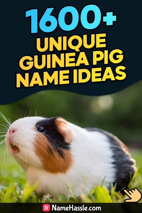 Cool And Funny Guinea Pig Names Ideas (Generator) Pig Names Ideas, Guinea Pig Names, Pig Names, Names Generator, Thelma Louise, Starsky & Hutch, Guinea Pig Care, Cute Guinea Pigs, Classic Names