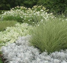 Miscanthus Gracillimus, Miscanthus Sinensis Gracillimus, Evening Garden, Garden Shrubs, Moon Garden, Night Garden, Have Inspiration, Garden Borders, White Gardens