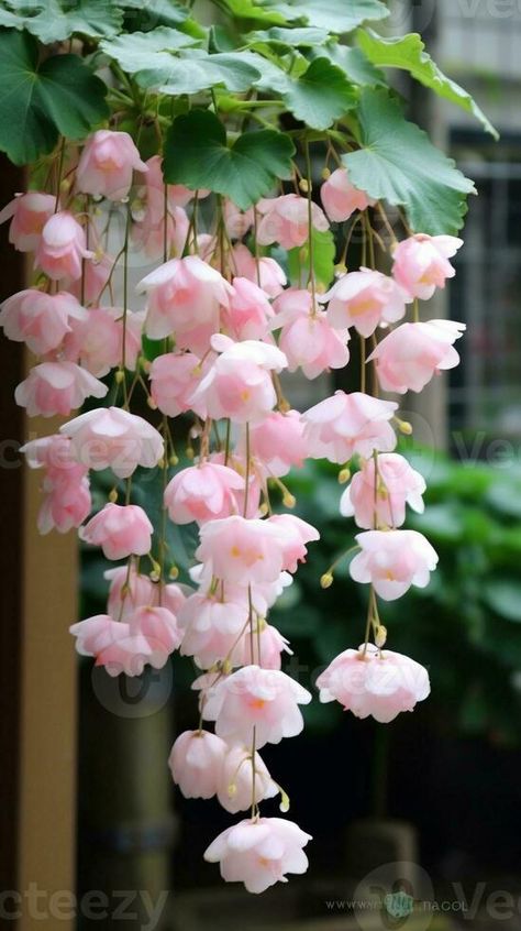 AI Generative Begonia cucullata plant known as wax begonia pink flowers blooming in the garden Weeping Begonia Flowers, Weeping Begonia, Moth People, Wax Begonias, Begonia Flowers, Begonia Flower, Jewel Orchid, Plant Wishlist, Vector Nature