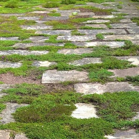 Deborah Nevins on Instagram: "#Sissinghurst . Thyme lawn was replaced by large pavers with thyme between. It is very successful. @troyscottsmith1 #sissinghurst" Thyme Lawn, Large Pavers, Cape Cod Cottage, Brick Paving, Dream Home Design, Cape Cod, Cottage Garden, Thyme, Stepping Stones