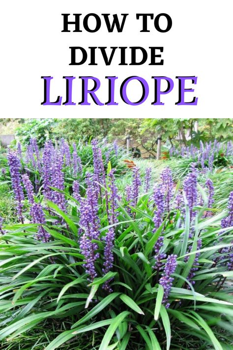 Lily Turf Landscaping, Liriope Landscape Garden Ideas, Creeping Lily Turf, Lily Turf Plant, Liriope Border, Big Blue Liriope Landscaping, Liriope Plant, Liriope Variegated, Silvery Sunproof Liriope