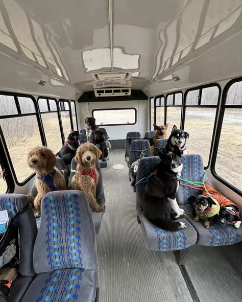 Dog School Bus, Dog Transport Van Ideas, Dog Hotel Rooms, Dog Daycare Ideas, Dog Boarding Facility Ideas, Pets Hotel, Dog Daycare Design, Dog Boarding Ideas, Dog Daycare Business