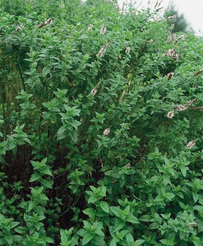 Spearmint | plant | Britannica Spearmint Plant, Herbal Tea Garden, Flavored Toothpaste, Backyard Sanctuary, Mint Plants, Wildflower Garden, Pollinator Garden, Aromatic Herbs, Tea Garden