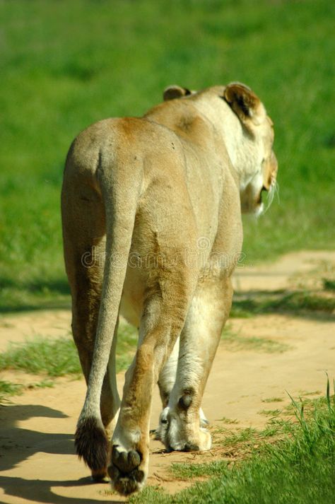 Lion walking away. A full body rearview of a beautiful African big lioness walki #Sponsored , #PAID, #Affiliate, #full, #Lion, #rearview, #body Lioness Walking, Animal Butts, Lion Walking, Female Lion, Christmas Illustrations, Small Cat, Christmas Illustration, Animal Photography, On The Road