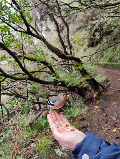 Feeding birds Aesthetic Bird Feeder, Feeding Birds Aesthetic, Bird Rehabilitation Center, Birding Aesthetic, Bird Watching Aesthetic, Birdwatching Aesthetic, Birds Aesthetic, Bird Aesthetic, Feeding Animals