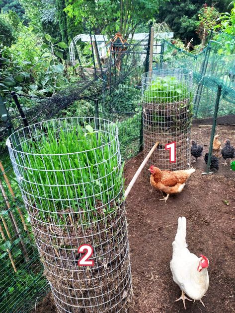 Chicken Coop Fencing, Chicken And Duck Run, Chicken Outdoor Area, Lattice Chicken Coop, Chicken Coop In The Woods, Diy Chicken Enclosure, Chicken Run Perch Ideas, Backyard Chicken Run Ideas, Chicken Coop Upgrades