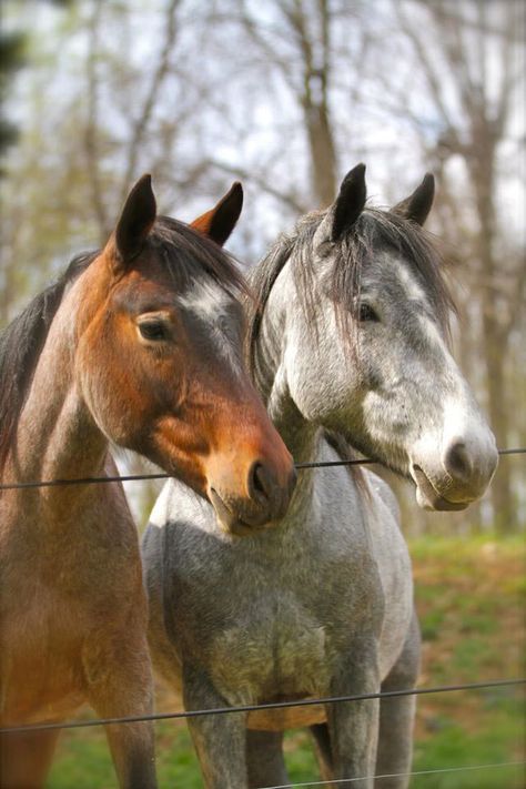 Kachina and Moon, two Nakota horses.  Article about Flowing Springs Farm, in Chester County, PA, that uses Nakota horses in therapy sessions. Nakota Horse, Nokota Horse, Most Beautiful Horses, Cutest Animals, Horse Breeds, Wild Horses, Beautiful Horses, Delaware, Horse Riding