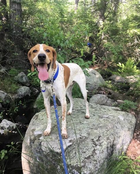 Redtick Coonhound, Red Tick Coonhound, English Foxhound, English Coonhound, Walker Coonhound, Best Guard Dogs, Treeing Walker Coonhound, Plott Hound, Redbone Coonhound