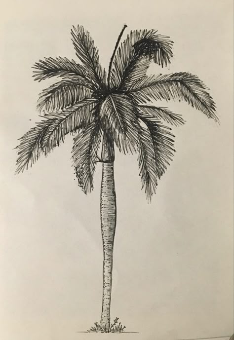 Realistic Palm Tree Drawing, Drawings Of Palm Trees, Palm Tree Drawing Sketches, Palm Sketch, Palm Tree Sketch, Color Art Lessons, Palm Tree Drawing, Leaves Sketch, Tree Textures