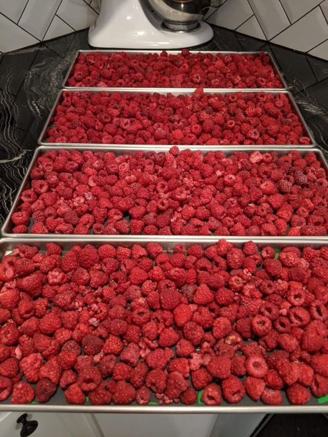 Freeze Drying Raspberries - Freeze Drying Mama Hunting Food, Raspberry Freezer Jam, Freeze Dried Food Storage, Harvest Right Freeze Dryer, Freeze Dryer, Freezer Jam, Freeze Dried Raspberries, Dried Food, Dried Raspberries