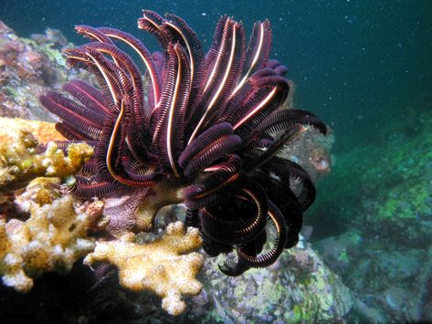 Sea Krait, Feather Star, Sea Mammal, Sea Stars, Drawing Examples, Southern Ocean, Sea Slug, Ocean Conservation, Sea Star