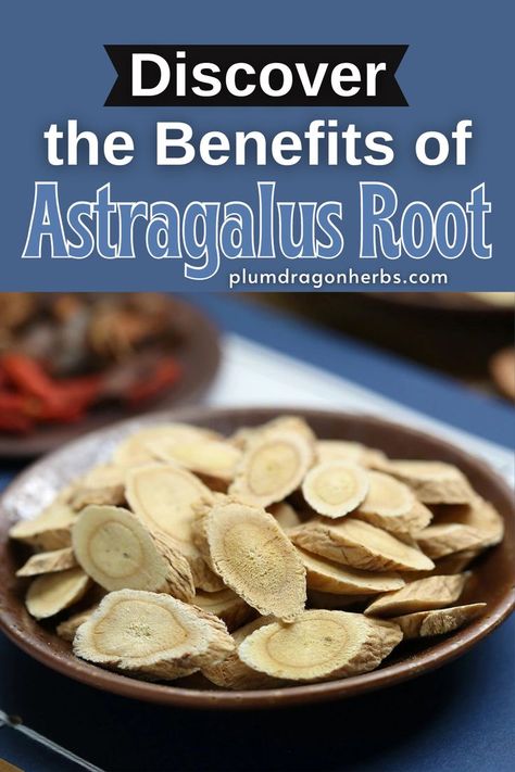 "For those well-versed in Traditional Chinese Medicine (TCM), it can be quite frustrating to hear astragalus root is described as one of the more beneficial Chinese herbs to be recently rediscovered. After all, practitioners of TCM and others who rely on Chinese herbal medicine have long known about the many benefits" #astragalusroot Chinese Herbal Medicine Remedies, Astragalus Benefits, Tcm Traditional Chinese Medicine, Traditional Chinese Medicine Herbs, Astragalus Root, Chinese Herbal Medicine, Chinese Herbs, Healing Herbs, Natural Health Remedies