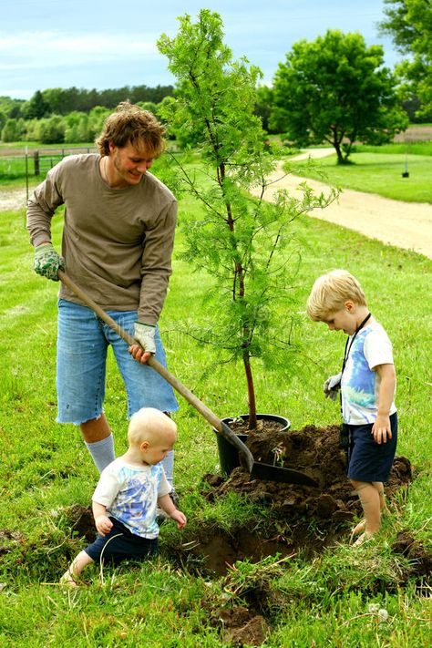 Green News, Father Images, Redwood Tree, Plant A Tree, Tree Service, Tree Trunks, Tree Care, Outdoor Event, Types Of Painting