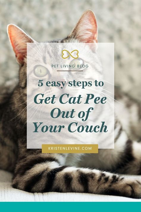 Don't know how to get cat pee out of your couch? Check out my new post to learn the 5 easy steps removing cat pee out of your couch! How To Get Cat Pee Out Of Furniture, Cat Pee Smell, Pee Stains, Pee Smell, Microfiber Couch, Cat Pee, Cat Urine, Dog Pee, Cat Spray