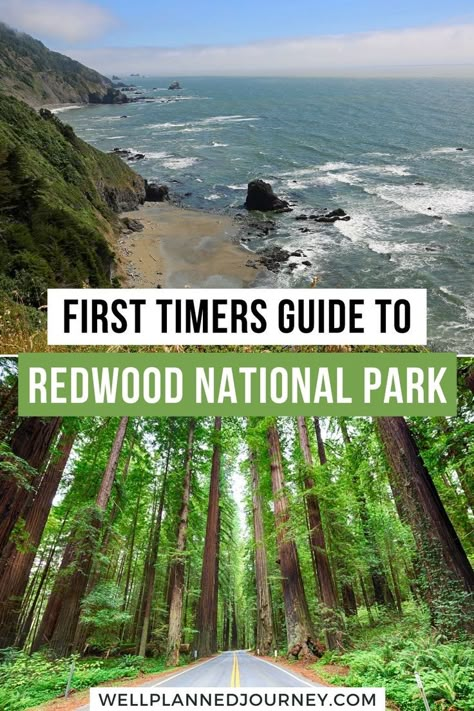 One Day In Redwood National Park, The Redwood Forest, Where To Stay Near Redwood National Park, Trip To Redwood National Park, Camping In The Redwoods, Redwood National Forest, San Francisco To Redwood National Park, Red Wood National Park, Redwoods National Park Itinerary