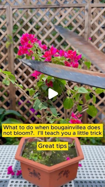 Bougainvillea Fence Ideas, Bougainvillea Planting Ideas, Florida Flowers, Wooden Lamps Design, Garden Hacks Diy, Hallway Ideas Colour, Plant Hacks, Gardening Advice, Small Garden Design