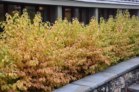 Midwinter Fire Dogwood (Cornus ... Side Yard Pathway, Border Edit, Pond Pumps And Filters, Cascade House, Cornus Sanguinea, Summer Garden Ideas, Winnetka Illinois, Yard Pathway, Backyard Escape