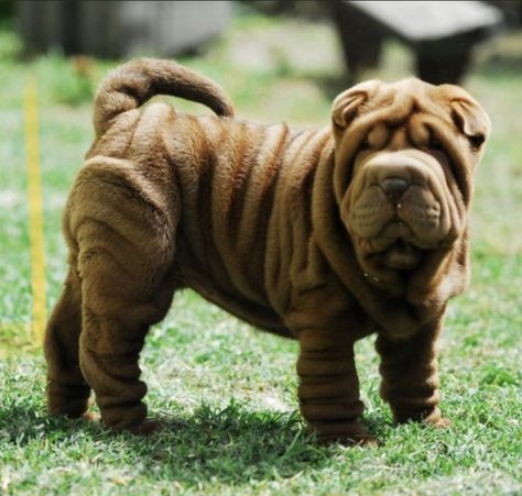 The 14 Most Expensive Dog Breeds | Page 2 of 3 | PetPress Working Dog Breeds, Worlds Biggest Dog, Really Big Dogs, Massive Dogs, Small Dog Tattoos, Pitbull Dog Breed, Most Expensive Dog, Most Beautiful Dog Breeds, Top Dog Breeds