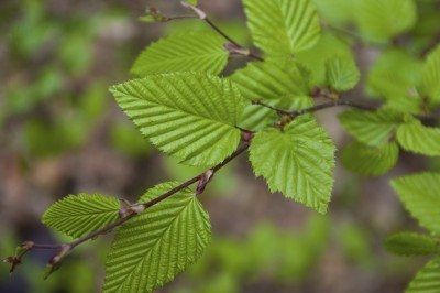 Hornbeam Tree Info - Information On Hornbeam Growing Conditions And Care American Hornbeam Tree, Hornbeam Tree, About Trees, Tree Id, Average Home, Columnar Trees, Tree Identification, Tree Growing, Planting Trees