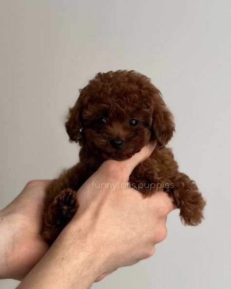 BLESSI 🤎 girl Toy Poodle Teacup Colour : dark brown Adult weight: 1,8-2kg Meet Teacup Toy Poodle puppy named Blessi! This little bundle of joy is waiting for his new family. Blessi will be a great addition to any family, because its adult weight will be only 1.8-2 kg. She will remain small and graceful throughout her life. Blessi has a unique and rare color - dark brown, which gives it a special attractiveness and charm. Her parents were brought by us personally from China and Korea, whi... Cute Brown Puppies, Brown Teacup Poodle, Brown Toy Poodle Puppy, Toy Poodle Haircut Teddy Bears, Poodle Teacup, Brown Toy Poodle, Toy Poodle Haircut, Brown Poodle, Teacup Poodles