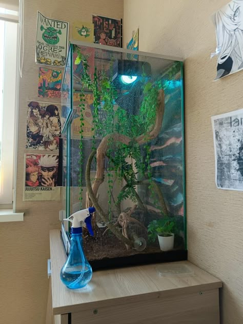 Panther Chameleon Enclosure, Chameleon Enclosure Ideas, Chameleon Terrarium, Chameleon Enclosure, Chameleon Cage, Gecko Habitat, Gargoyle Gecko, Frog Terrarium, Gecko Terrarium