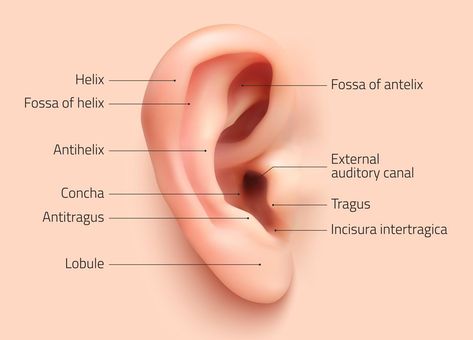 Realistic infographic ear icon Labeled Ear Piercing Diagram, Human Ear Diagram, Ear Piercing Diagram, Auricular Therapy, Inner Ear Anatomy, Human Ear Anatomy, Ear Diagram, Ear Structure, Cpc Exam