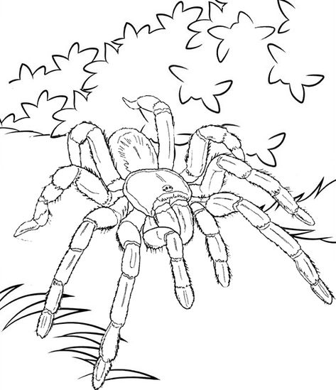 Tarantula Coloring Page, Tarantula Illustration, Tarantula Drawing, Spider Coloring Pages, Spooky Funny, Spider Coloring Page, English Nursery, Snake Coloring Pages, Color Pages