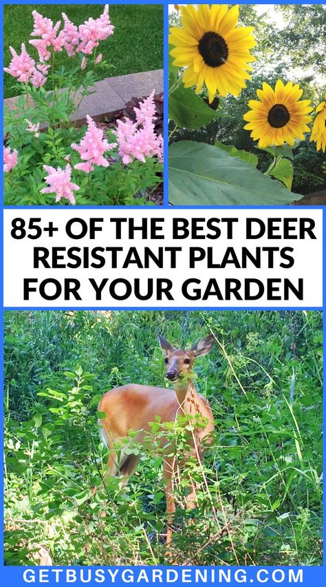 a deer in the woods under 2 plants that resist deer Deer Resistant Garden Design, Deer Resistant Garden Plans, Deer Repellant Plants, Fall Planting Perennials, Deer Resistant Landscaping, Deer Resistant Annuals, Deer Resistant Shrubs, Deer Proof Plants, Deer Resistant Flowers