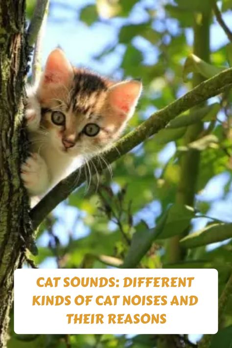 These cat noises are a way of communicating with each other and the environment. Some sounds are meant to be playful, while others are warning signals for Cat Sounds, Cats Crazy, Cat Noises, Cats 101, Types Of Sound, Cat Language, Kinds Of Cats, Cat Garden, Different Kinds